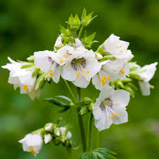 Image result for Polemonium coeruleum album