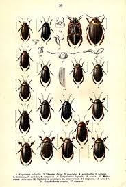 Attēlu rezultāti vaicājumam “Rhantus frontalis”