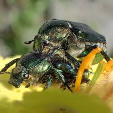 Attēlu rezultāti vaicājumam “Gnorimus variabilis”