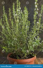 Image result for Satureja hortensis