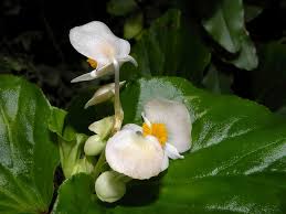 Image result for Begonia cucullata var. Hookeri