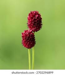 Attēlu rezultāti vaicājumam “Sanguisorba officinalis bud”