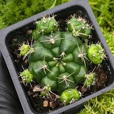 Image result for Gymnocalycium