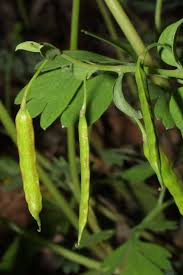 Attēlu rezultāti vaicājumam “Corydalis intermedia fruit”