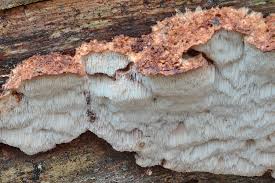 Attēlu rezultāti vaicājumam “Sarcoporia polyspora”