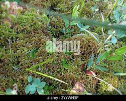 Attēlu rezultāti vaicājumam “Sphagnum quinquefarium”