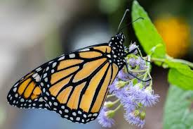 Image result for monarch butterfly