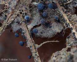 Attēlu rezultāti vaicājumam “Badhamiopsis scripta spores”