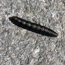 Attēlu rezultāti vaicājumam “Cucullia lucifuga”