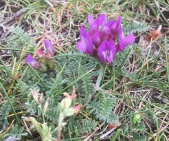 Attēlu rezultāti vaicājumam “Astragalus danicus”