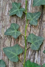 Attēlu rezultāti vaicājumam “Hedera helix  leaf”