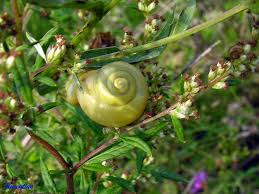Attēlu rezultāti vaicājumam “Fruticola fruticum”