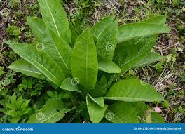 Attēlu rezultāti vaicājumam “Inula helenium leaf”