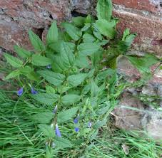 Attēlu rezultāti vaicājumam “Scutellaria galericulata leaf”
