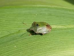 Attēlu rezultāti vaicājumam “Palomena prasina imago”