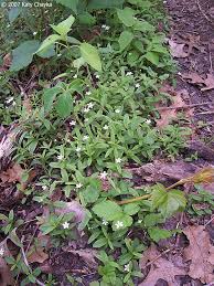 Attēlu rezultāti vaicājumam “Moehringia lateriflora flower”