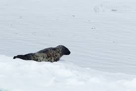 Image result for Cystophora cristata