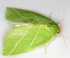 Attēlu rezultāti vaicājumam “Cribraria martinii macro”