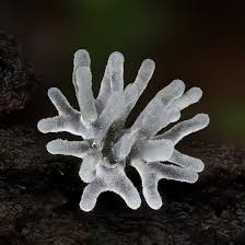 Attēlu rezultāti vaicājumam “Ceratiomyxa fruticulosa”