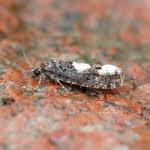 Attēlu rezultāti vaicājumam “Epinotia trigonella”