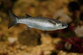 Image result for Chelon labrosus