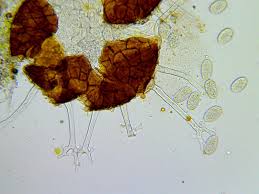 Attēlu rezultāti vaicājumam “Erysiphe galeopsidis”