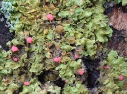 Attēlu rezultāti vaicājumam “Illosporiopsis christiansenii”