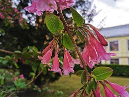 Attēlu rezultāti vaicājumam “Weigela praecox”