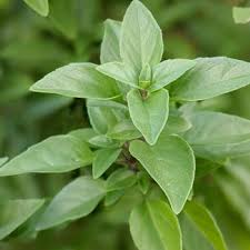 Attēlu rezultāti vaicājumam “Ocimum basilicum leaf”