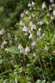 Attēlu rezultāti vaicājumam “Linnaea borealis”