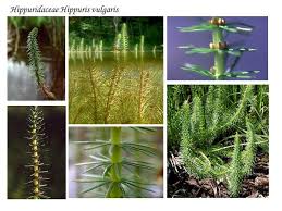 Attēlu rezultāti vaicājumam “Hippuridaceae”