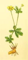 Image result for Potentilla tormentilla