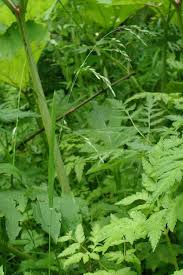 Attēlu rezultāti vaicājumam “Poa remota”