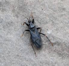 Attēlu rezultāti vaicājumam “Reduvius personatus”