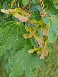 Attēlu rezultāti vaicājumam “Acer campestre fruit”