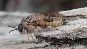 Attēlu rezultāti vaicājumam “Diprion pini female”