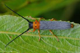 Attēlu rezultāti vaicājumam “Oberea oculata”