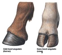 Attēlu rezultāti vaicājumam “Artiodactyla”