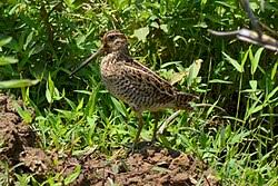 Attēlu rezultāti vaicājumam “Gallinago gallinago”