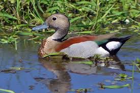 Attēlu rezultāti vaicājumam “Anseriformes”