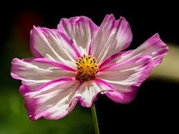 Image result for Cosmos bipinnatus