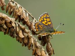 Attēlu rezultāti vaicājumam “Hamearis lucina”