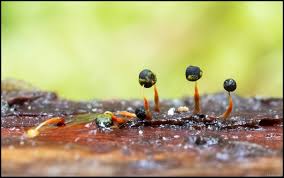 Attēlu rezultāti vaicājumam “Physarum bivalve spores”