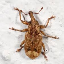 Attēlu rezultāti vaicājumam “Curculionidae”