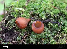 Attēlu rezultāti vaicājumam “Dumontinia tuberosa”