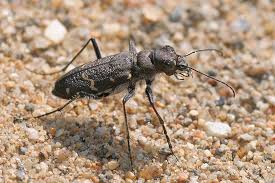 Attēlu rezultāti vaicājumam “Cicindela sylvatica imago”