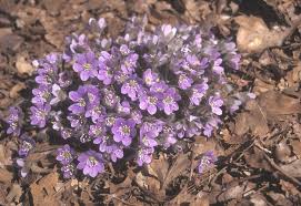 Attēlu rezultāti vaicājumam “Hepatica nobilis bud”
