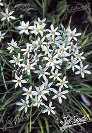 Attēlu rezultāti vaicājumam “Ornithogalum umbellatum flower”