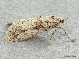 Attēlu rezultāti vaicājumam “Diurnea fagella”