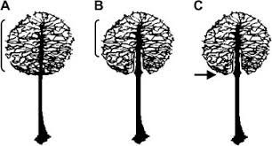 Attēlu rezultāti vaicājumam “Symphytocarpus impexus spores”